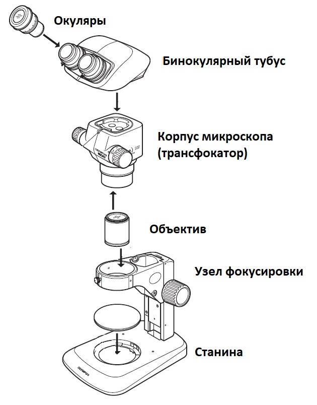 Увеличение микроскопа формула как посчитать Увеличение микроскопа формула как посчитать